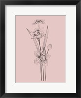 Framed Narcissus Blush Pink Flower