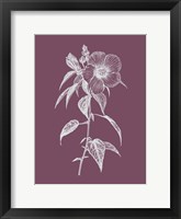 Framed Hibiscus Roseus Purple Flower