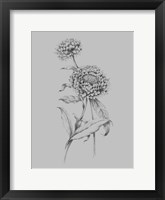 Flower Drawing III Framed Print