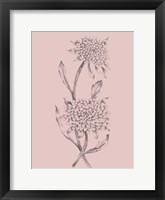Pink Flower Sketch Illustration II Framed Print