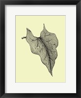 Leaf III Framed Print