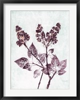Framed Lilac 1 Aqua Plum
