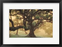 Framed Tree Dreams