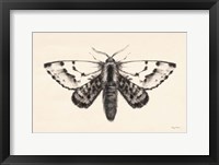 Moth IV Framed Print