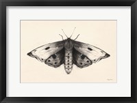 Moth I Framed Print