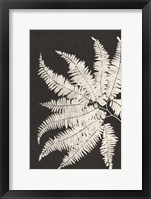 Vintage Ferns V Framed Print