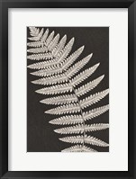 Framed Vintage Ferns VI