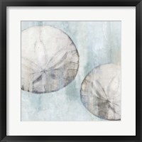 Framed Sand Dollars