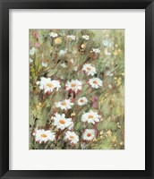 Daisy Field II Framed Print