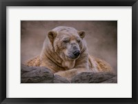 Framed Bear's Life