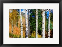 Framed Aspen Grove