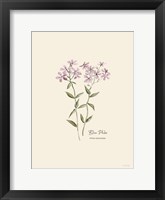 Blue Phlox Framed Print