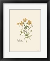 Buttercup Framed Print