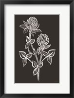 Clover Sketch II Framed Print