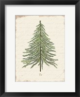 Fir Botanical Framed Print