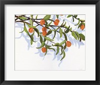 Framed Kumquats