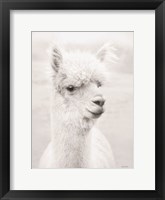 Framed Alpie the Alpaca