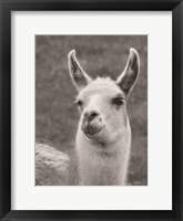 Framed Smiling Llama