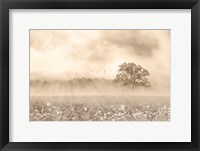 Framed Foggy Wildflower Field