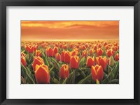 Framed Tulips on Fire