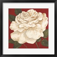 Rosa Blanca Grande II Framed Print