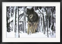 Framed Timber Wolf