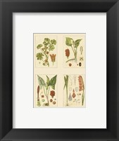 Framed Miniature Botanicals IV