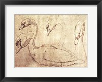 Framed Sepia Swan Study