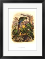 Framed Tropical Birds I