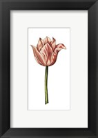 Framed Tulip Time I