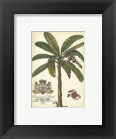 Framed Palm and Crest II