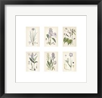 Framed Purple Botanicals