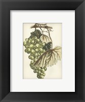 Framed Green Grapes I