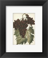 Framed Red Grapes II