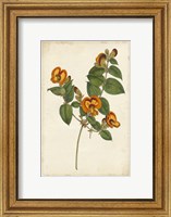 Framed Vibrant Curtis Botanicals II