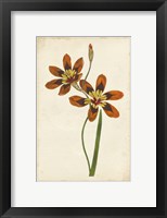 Vibrant Curtis Botanicals IV Framed Print