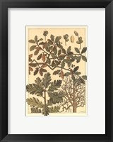 Framed Oak Tree