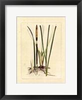 Framed Antique Cattail II