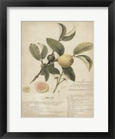 Framed Botanical I