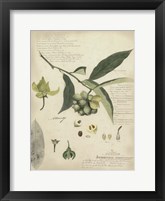 Framed Botanical II