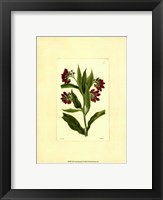 Framed Red Curtis Botanical I