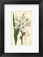 Framed White Curtis Botanical I