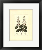 White Curtis Botanical II Framed Print