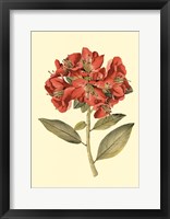 Framed Blushing Rhodos I