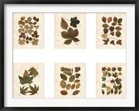 Framed Lodge Leaf Collection