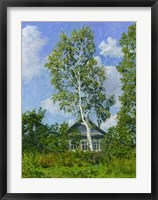 Framed Birch Tree Near Dwelling