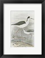 Framed Winged Stilt