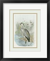 Framed Common Heron