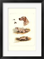 Framed English Setter