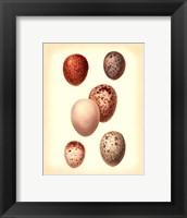 Framed Bird Egg Study III